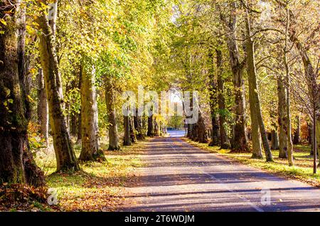 Dundee, Tayside, Scozia, Regno Unito. 12 novembre 2023. Tempo nel Regno Unito: Bellissime scene autunnali al Dundee Camperdown Country Park in Scozia. Crediti: Dundee Photographics/Alamy Live News Foto Stock