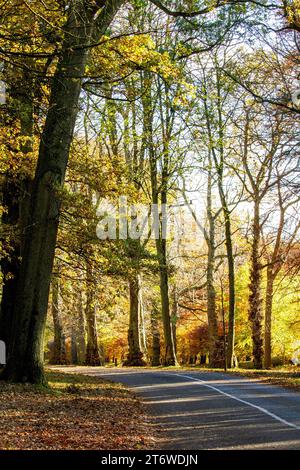 Dundee, Tayside, Scozia, Regno Unito. 12 novembre 2023. Tempo nel Regno Unito: Bellissime scene autunnali al Dundee Camperdown Country Park in Scozia. Crediti: Dundee Photographics/Alamy Live News Foto Stock