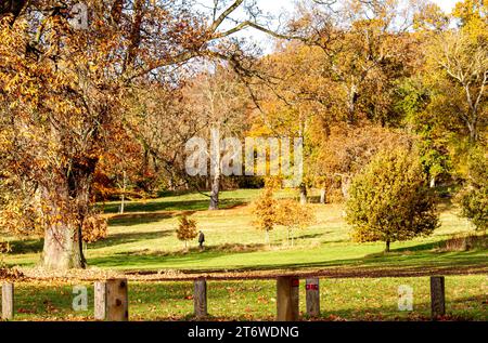 Dundee, Tayside, Scozia, Regno Unito. 12 novembre 2023. Tempo nel Regno Unito: Bellissime scene autunnali al Dundee Camperdown Country Park in Scozia. Crediti: Dundee Photographics/Alamy Live News Foto Stock