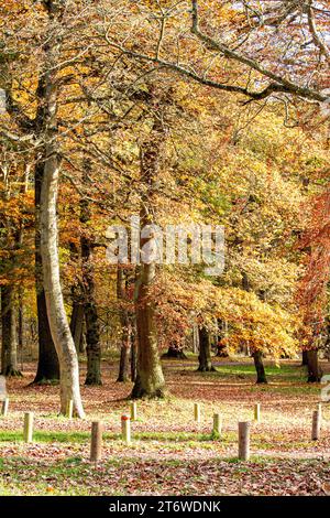 Dundee, Tayside, Scozia, Regno Unito. 12 novembre 2023. Tempo nel Regno Unito: Bellissime scene autunnali al Dundee Camperdown Country Park in Scozia. Crediti: Dundee Photographics/Alamy Live News Foto Stock