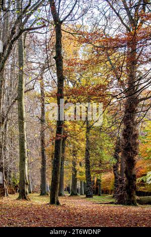 Dundee, Tayside, Scozia, Regno Unito. 12 novembre 2023. Tempo nel Regno Unito: Bellissime scene autunnali al Dundee Camperdown Country Park in Scozia. Crediti: Dundee Photographics/Alamy Live News Foto Stock