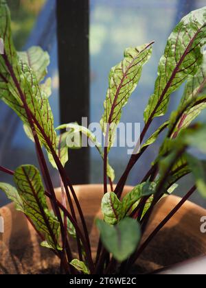 Primo piano delle foglie di sorrel venato rosso (Rumex sanguineus) che crescono come un raccolto di insalata invernale in un vaso in una serra britannica a novembre Foto Stock