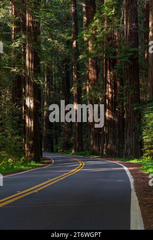 Autostrada attraverso le sequoie, Mendocino County, California Foto Stock