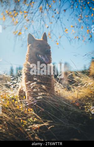 Vecchio cane da pastore tedesco (Westerwälder Kuhhund) Foto Stock