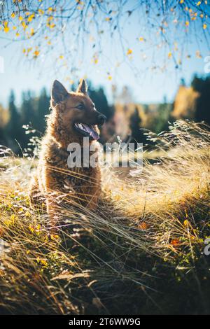 Vecchio cane da pastore tedesco (Westerwälder Kuhhund) Foto Stock