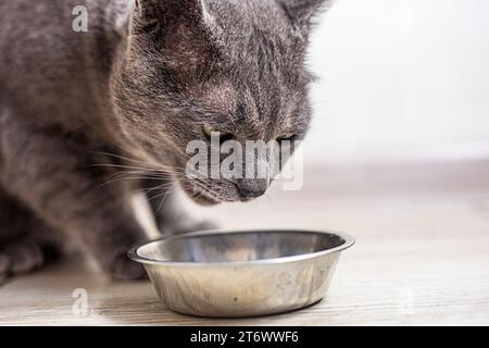 Il gatto birmano americano mangia cibo secco in cucina. cura degli animali domestici Foto Stock