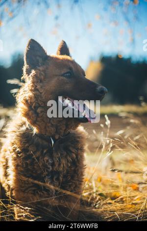 Vecchio cane da pastore tedesco (Westerwälder Kuhhund) Foto Stock