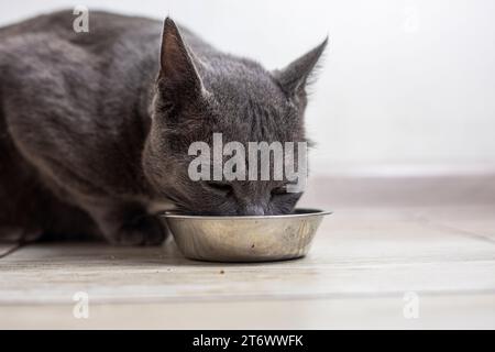 Il gatto birmano americano mangia cibo secco in cucina. cura degli animali domestici Foto Stock