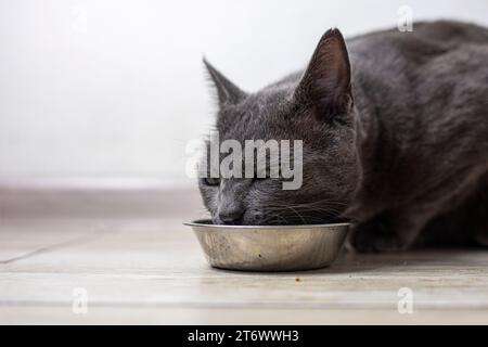 Il gatto birmano americano mangia cibo secco in cucina. cura degli animali domestici Foto Stock