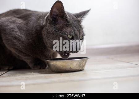 Il gatto birmano americano mangia cibo secco in cucina. cura degli animali domestici Foto Stock