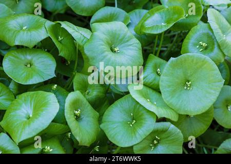 Primo piano, lattuga di minatori (Claytonia perfoliata), riserva naturale di Point Lobos. Foglie di Cauline rotonde, con fiori al centro. Foto Stock