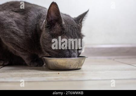 Il gatto birmano americano mangia cibo secco in cucina. cura degli animali domestici Foto Stock