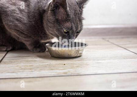 Il gatto birmano americano mangia cibo secco in cucina. cura degli animali domestici Foto Stock