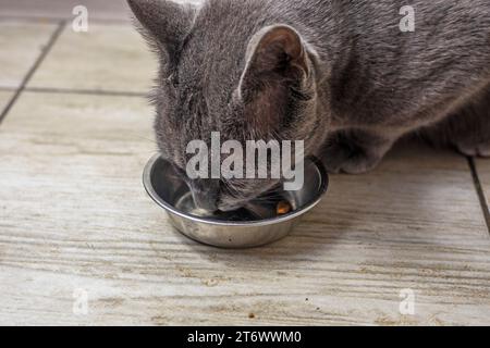 Il gatto birmano americano mangia cibo secco in cucina. cura degli animali domestici Foto Stock