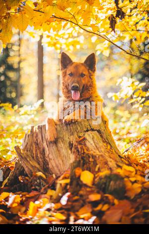 Vecchio cane da pastore tedesco (Westerwälder Kuhhund) Foto Stock