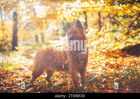 Vecchio cane da pastore tedesco (Westerwälder Kuhhund) Foto Stock