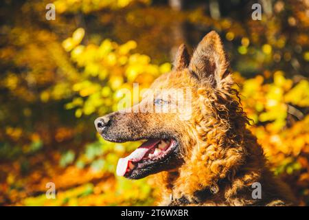 Vecchio cane da pastore tedesco (Westerwälder Kuhhund) Foto Stock