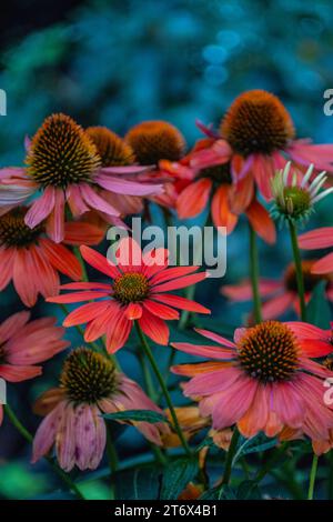 Il fascino incantevole di Seattle. Immergetevi nei colori accattivanti e nella serenità rilassante dell'echinacea, una vista deliziosa che promette di risvegliarsi Foto Stock