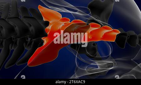 Anatomia dello scheletro di cavallo delle vertebre sacrali per il rendering 3D di concetto medico Foto Stock