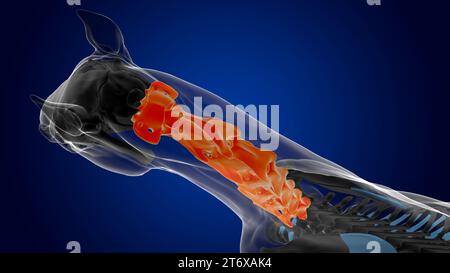 Vertebre cervicali anatomia dello scheletro di cavallo per il rendering 3D di concetto medico Foto Stock