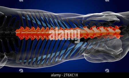 Vertebre toraciche anatomia dello scheletro di cavallo per il rendering 3D di concetto medico Foto Stock