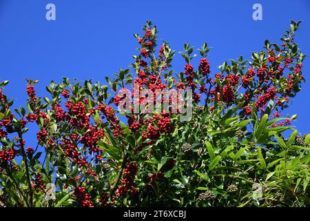 Bacche di Holly e cielo blu Foto Stock