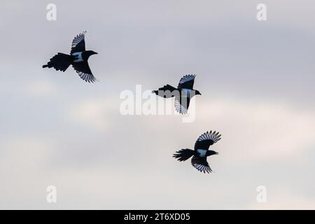 Magpie eurasiatiche, Pica pica, uccelli in volo Foto Stock