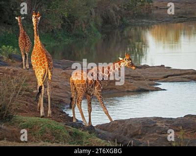 3 giraffe reticolate (Giraffa camelopardalis reticulata) che bevono al fiume - una gocciolante - in luce dorata del mattino - Laikipia, Kenya, Africa Foto Stock