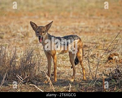 Sciacallo sbadigliante con il sostegno nero (Lupulella mesomelas) in piedi su aride praterie di macchia di Laikipia, Kenya, Africa Foto Stock