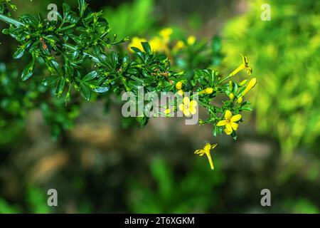 Jasminum fruticans, Wild Jasmine. Pianta selvatica sparata in primavera. Foto Stock