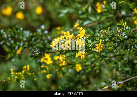 Jasminum fruticans, Wild Jasmine. Pianta selvatica sparata in primavera. Foto Stock