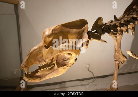 Cranio di orso grotta (Ursus spelaeus) presso il Centro visite del Parco naturale Fanes-Senese-Braies, San Vigilio di Marebbe, Trentino-alto Adige, Italia Foto Stock