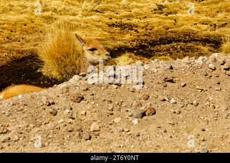 VICUÑA, tipico animale del deserto di Atacama - San Pedro de Atacama - Cile Foto Stock