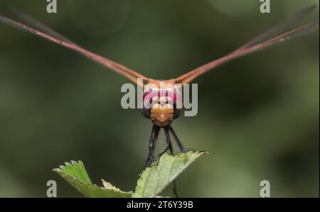 Foto macro ravvicinata di una libellula rossa.questa foto macro è stata scattata dal Bangladesh. Foto Stock