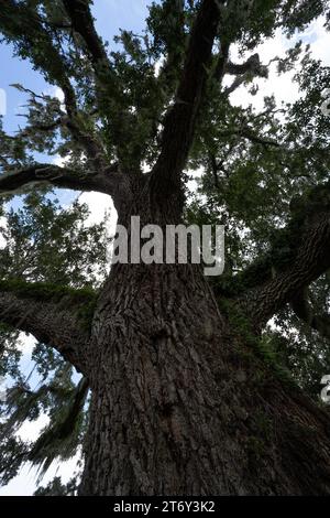 Felci e muschio spagnolo che crescono sulla corteccia di una grande quercia viva del sud degli Stati Uniti. Foto Stock