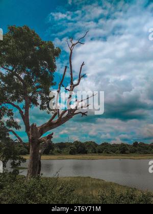 Un singolo albero alto si erge con una silhouette stretta contro l'orizzonte, i suoi rami si estendono su un campo erboso pianeggiante ai margini di un lago tranquillo Foto Stock