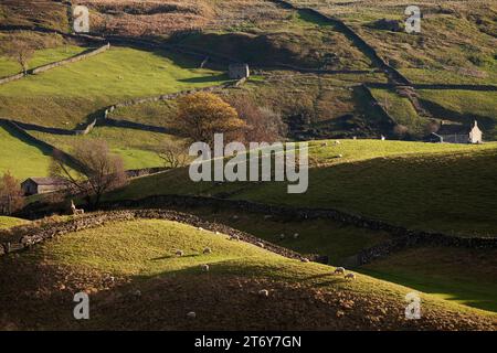 Tipici campi agricoli Yorkshire Dales vicino a Keld, nello Yorkshire Dales, Regno Unito Foto Stock