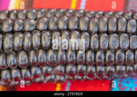 Primo piano di Maiz Morado, mais viola, Zea mays indurata, kʼculli o mais azteco nero su una tradizionale tovaglia peruviana colorata Foto Stock