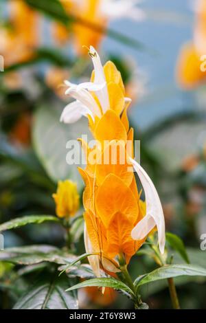 Bratto di fiori dorati e piccoli fiori bianchi su una pianta di gamberetti dorati (Pachystachys lutea), un arbusto sempregeen tropicale noto anche come pianta lecca-lecca Foto Stock