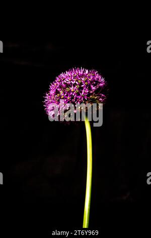 Fotografia del fiore viola di Allium Foto Stock