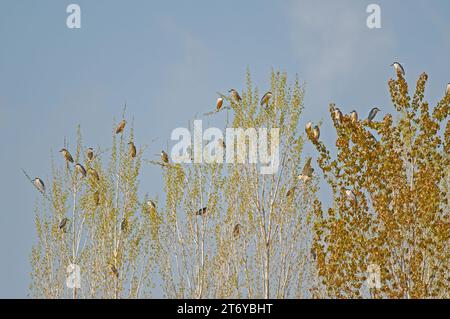 Herons notturni dalla corona nera arroccati su un albero. Foto Stock