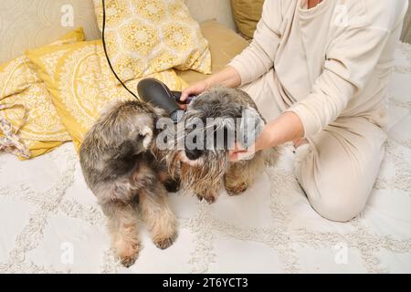 Mani di una donna che pettina asciugando uno schnauzer in miniatura Foto Stock