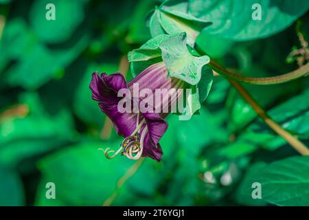 foto di fiori autunnali su sfondo naturale Foto Stock