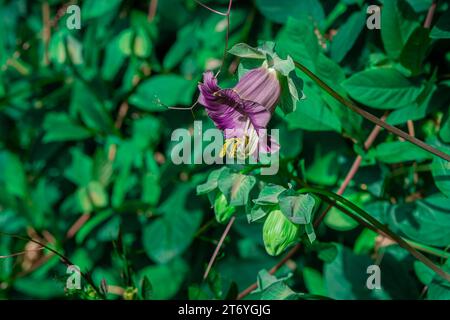 foto di fiori autunnali su sfondo naturale Foto Stock