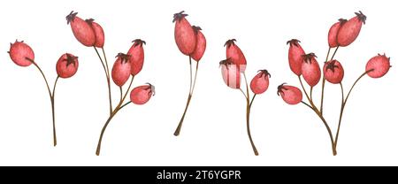 Frutta di rosa anche. Bacche medicinali. Set di illustrazioni botaniche ad acquerello. Elementi isolati per il design del packaging, il logo, le cartoline, la stampa nuziale, Foto Stock