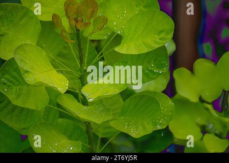 Abbracciare la pioggia rinfrescante: Questa vibrante pianta verde di Seattle delizia nella delicata carezza delle gocce di pioggia, ricordandoci di tenere a cuore il poco della vita Foto Stock