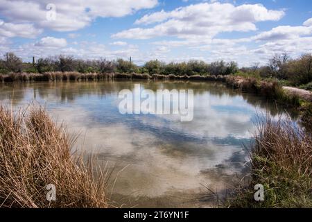 Quitobaquito Spring, una grande oasi d'acqua a nord del confine internazionale con il Messico, il deserto di Sonora, il monumento nazionale Organ Pipe Cactus, Ajo, Arizona Foto Stock