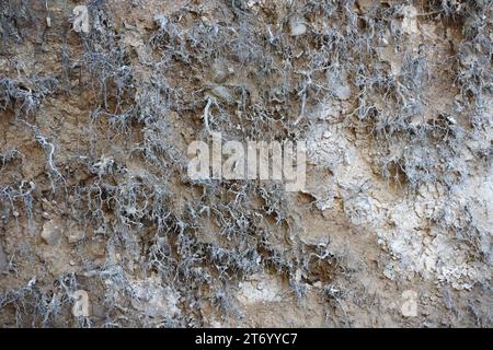 Sezione terrestre con diversi strati di terreno, rocce e radici vegetali sottoterra da vicino Foto Stock