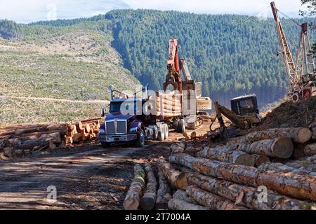 Caricatore per tronchi, depositando Douglas Fir "Pseudotsuga menziesii", si collega al dumper da legname Kenworth. Foto Stock