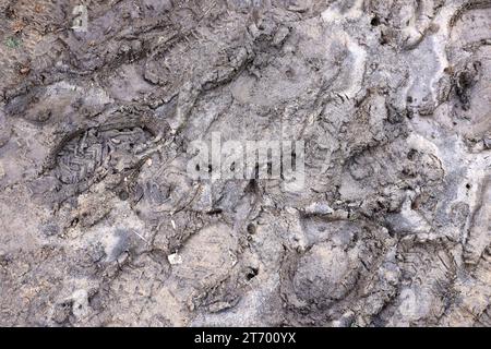 Segnare i piedi sul sentiero della giungla. Stampe di scarpe su ghiaia bagnata o fango nelle zone di montagna all'aperto Foto Stock